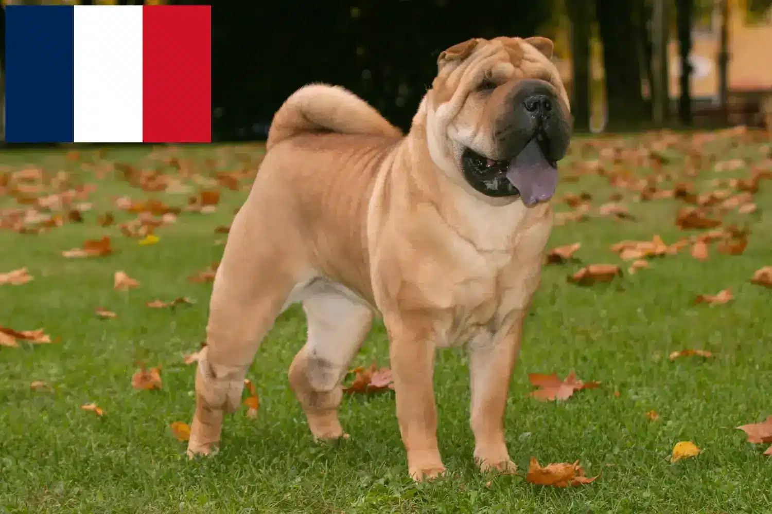 Shar-Pei puppies and breeders France Find Shar-Pei breeders in France here.