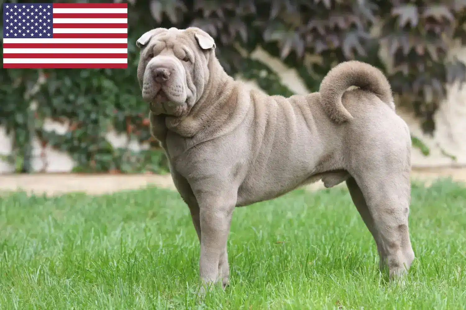 Shar-Pei puppies and breeders USA Find Shar-Pei breeders in the USA here.