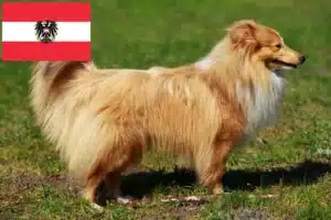 Read more about the article Sheltie breeders and puppies in Austria