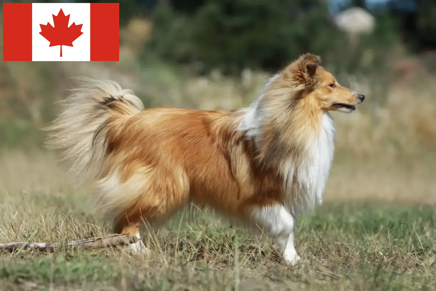 Read more about the article Sheltie breeders and puppies in Canada