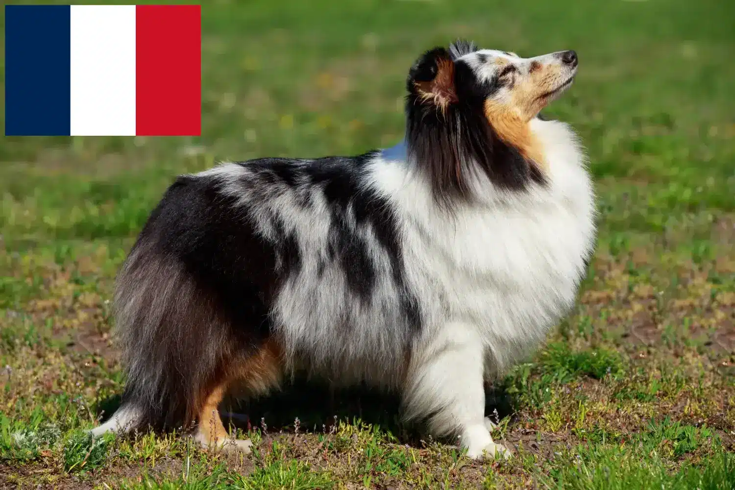 Read more about the article Sheltie breeders and puppies in France