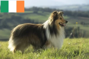 Read more about the article Sheltie breeders and puppies in Ireland