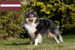 Read more about the article Sheltie breeders and puppies in Latvia