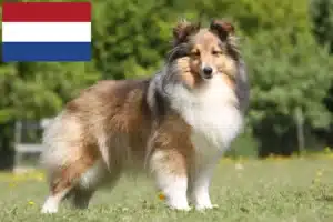 Read more about the article Sheltie breeders and puppies in the Netherlands
