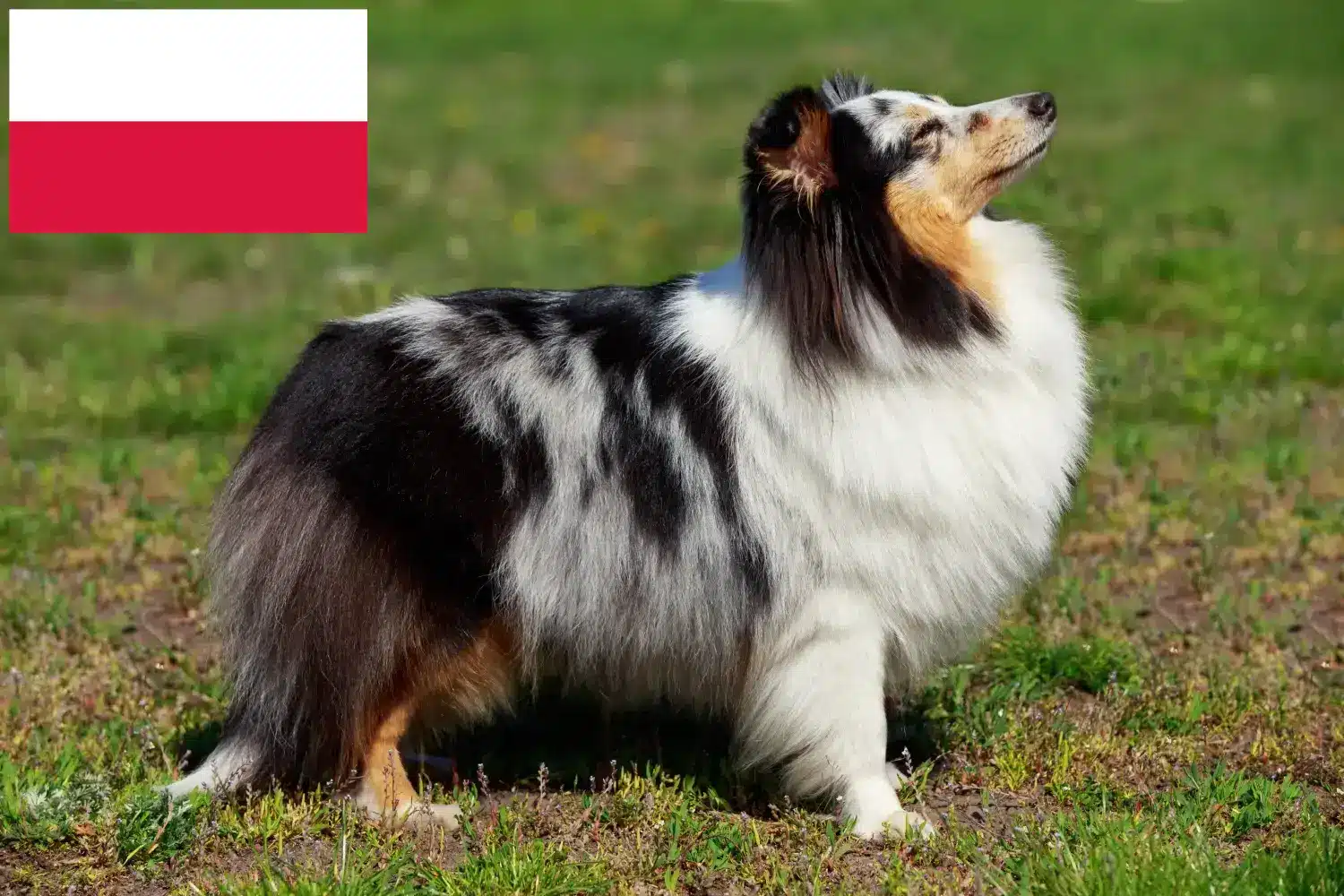 Read more about the article Sheltie breeders and puppies in Poland