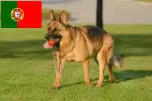 Read more about the article Shepherd dog breeders and puppies in Portugal