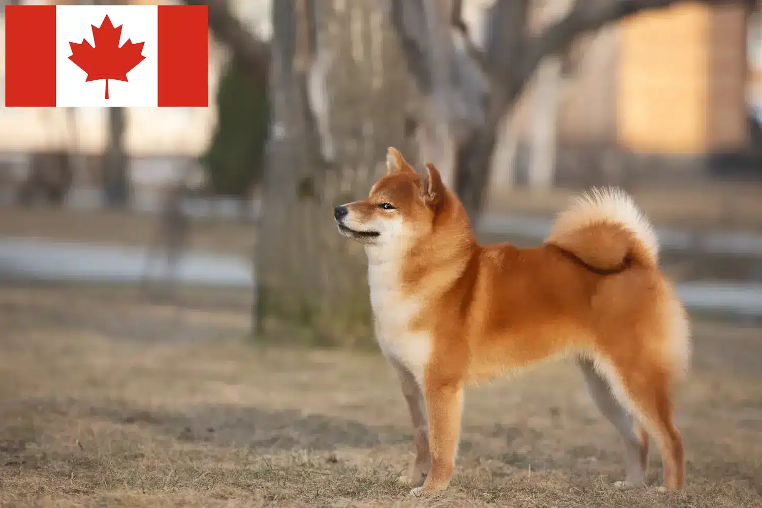 Shiba puppies and breeders Canada Here you can find Shiba breeders in Canada.