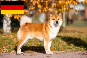 Read more about the article Shiba breeders and puppies in Germany
