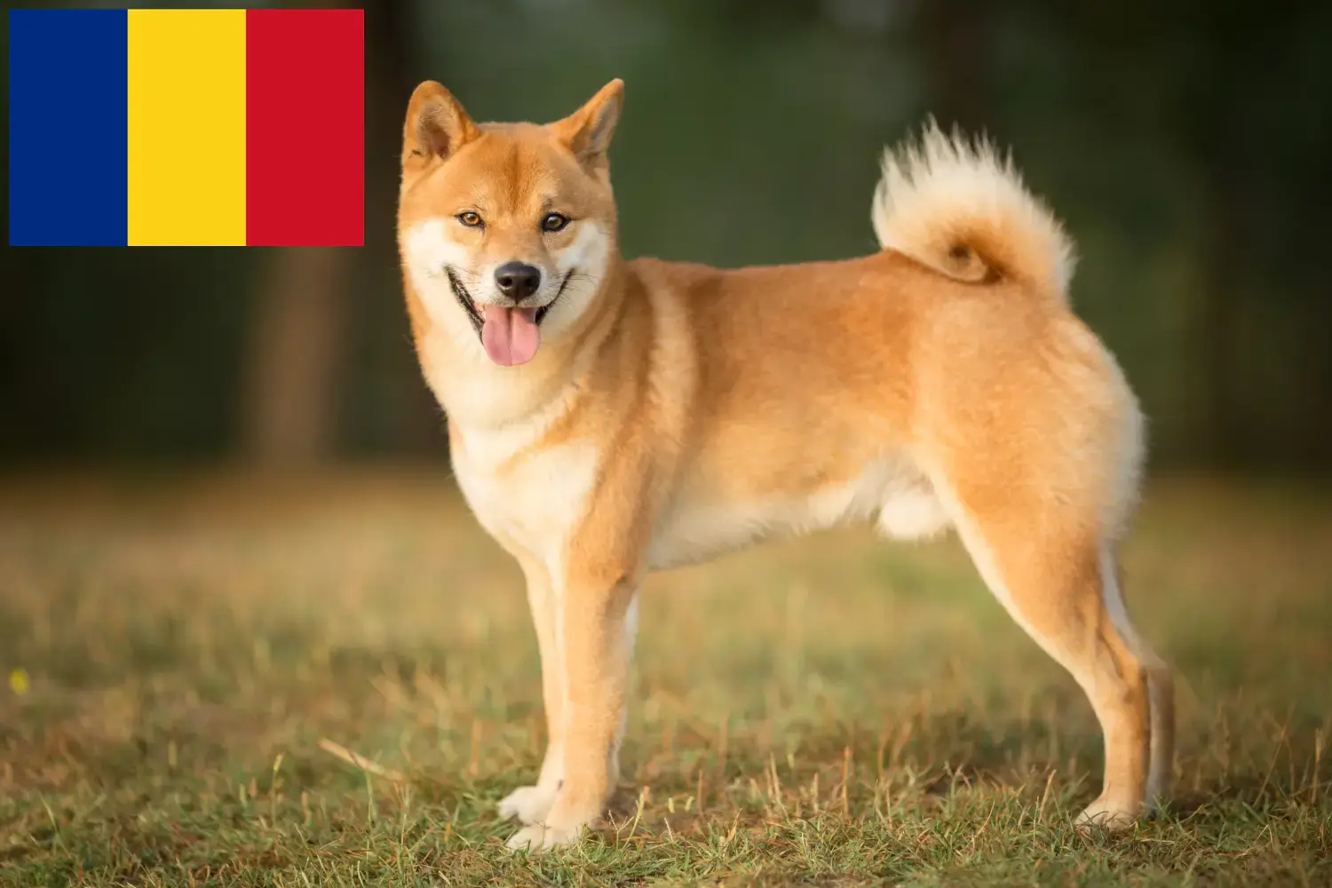 Shiba puppies and breeders Romania Here you can find Shibas breeders in Romania.