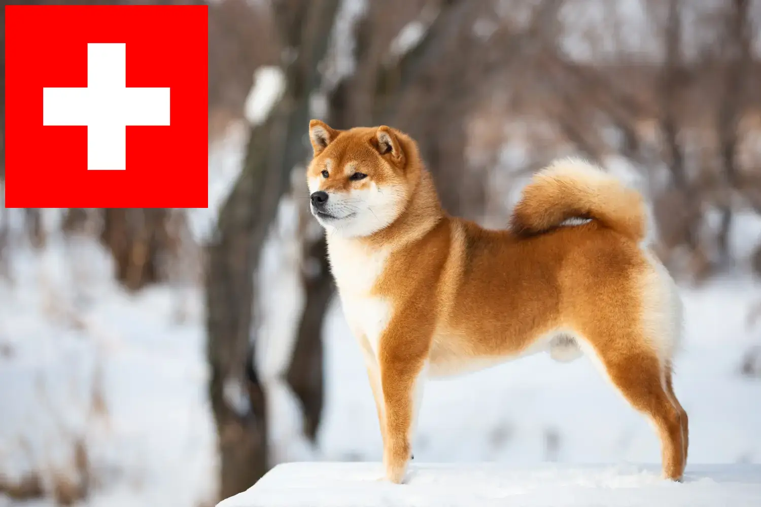 Shiba puppies and breeders Switzerland Here you can find Shiba breeders in Switzerland.