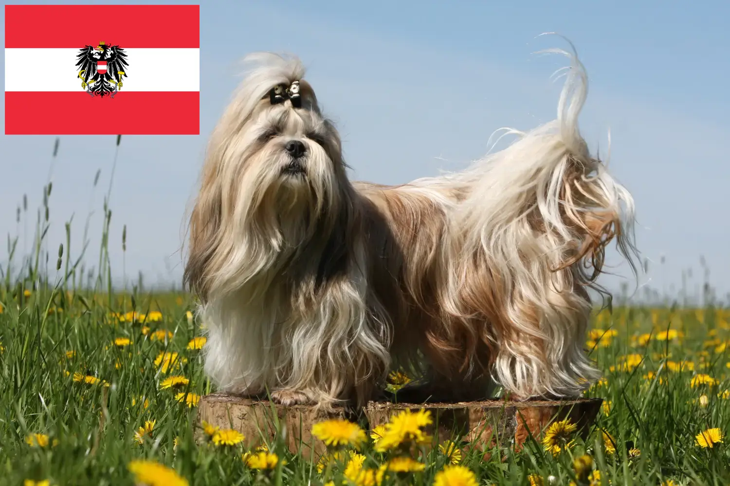Shih Tzu puppies and breeders Austria Here you can find Shih Tzu breeders in Austria.