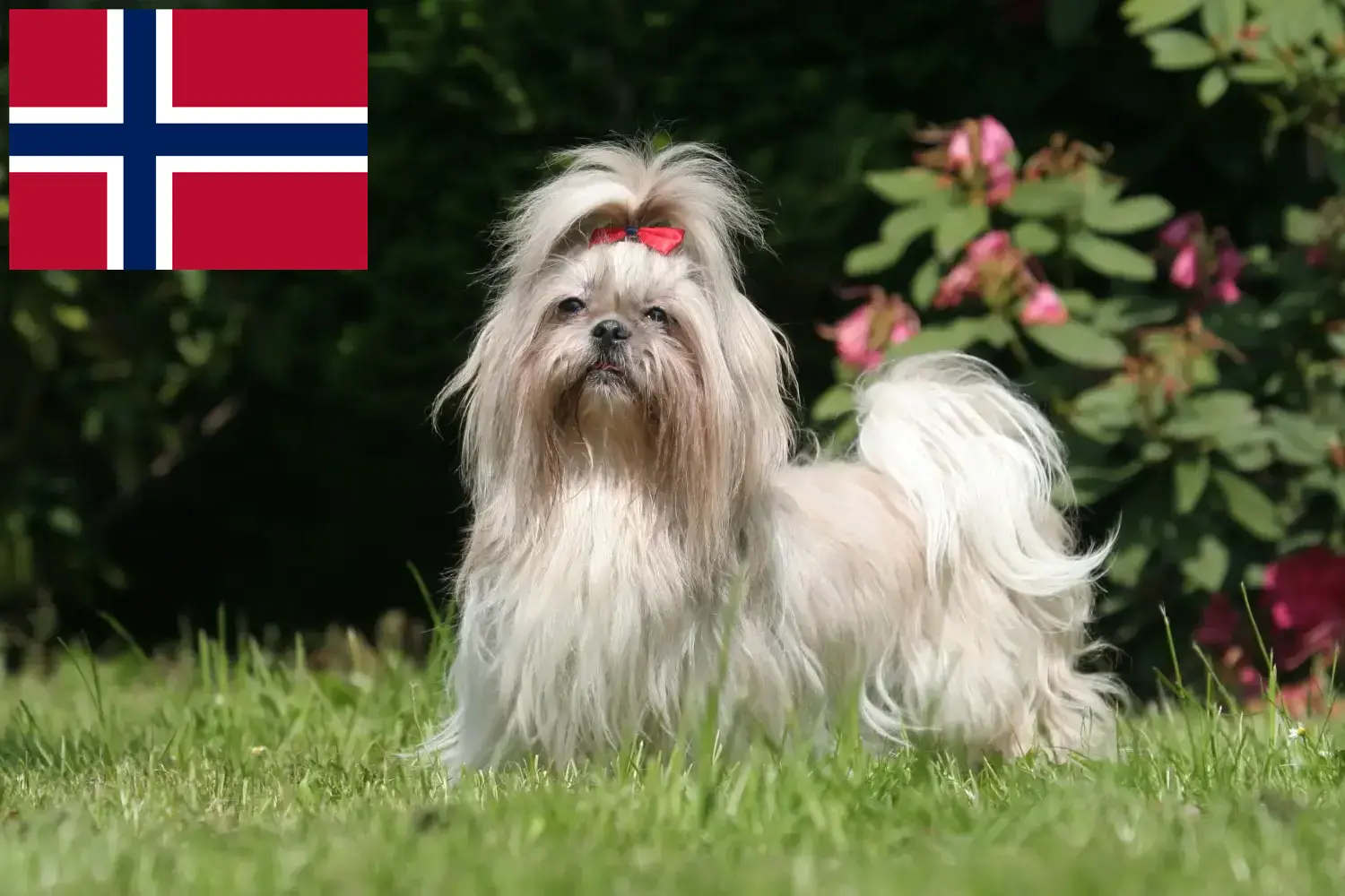 Shih Tzu puppies and breeders Norway Find Shih Tzu breeders in Norway here.
