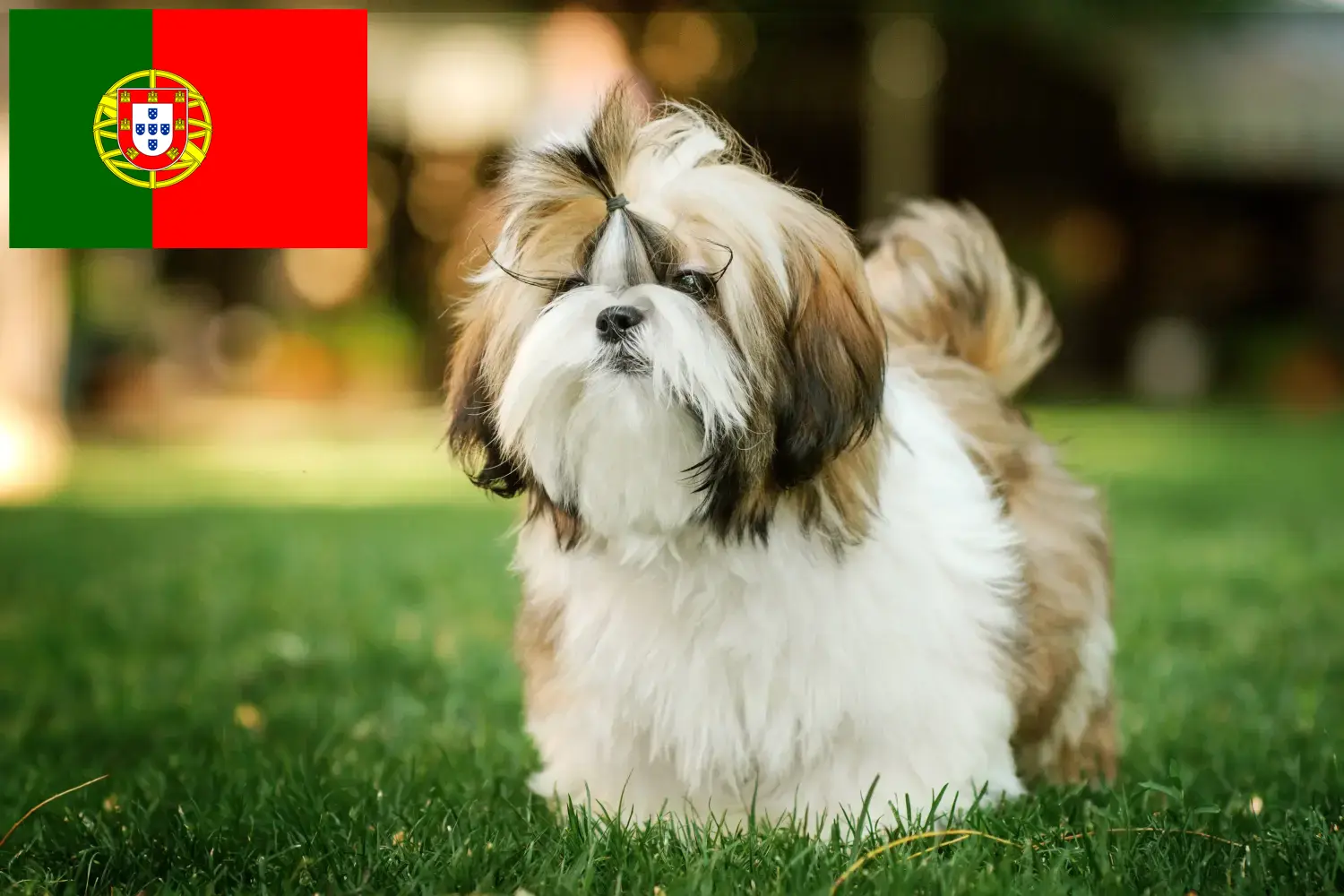 Shih Tzu puppies and breeders Portugal Find Shih Tzu breeders in Portugal here.