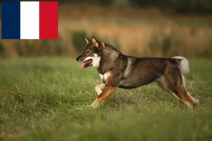 Read more about the article Shikoku breeders and puppies in France