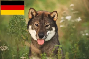 Read more about the article Shikoku breeders and puppies in Germany