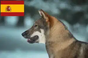 Read more about the article Shikoku breeders and puppies in Spain