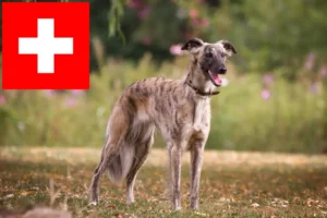 Read more about the article Silken Windsprite breeders and puppies in Switzerland