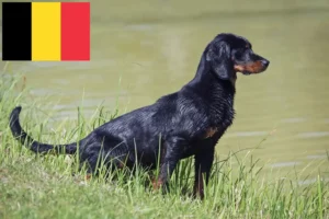 Read more about the article Slovenský kopov breeders and puppies in Belgium