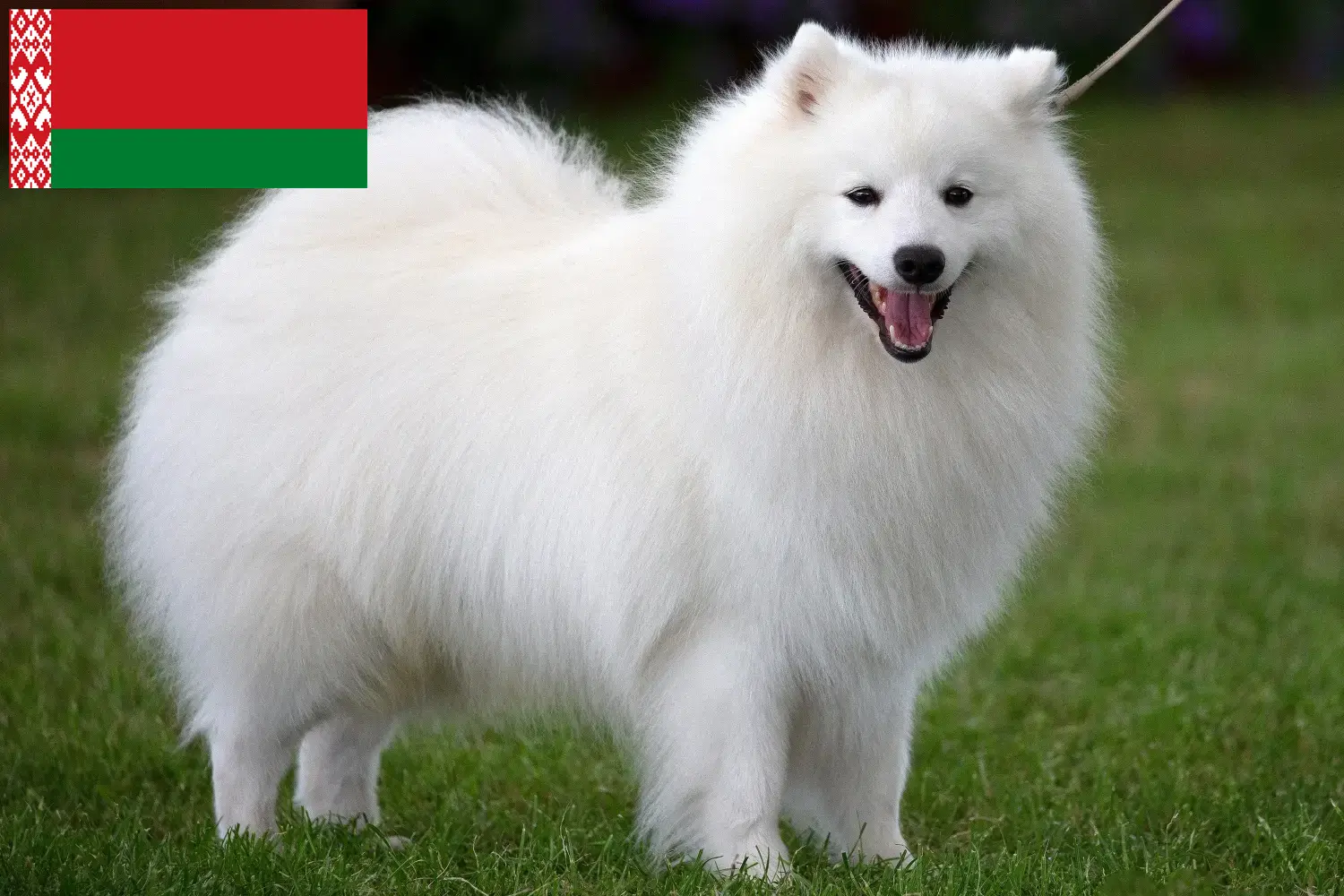 Spitz puppies and breeders Belarus Here you can find top breeders in Belarus.
