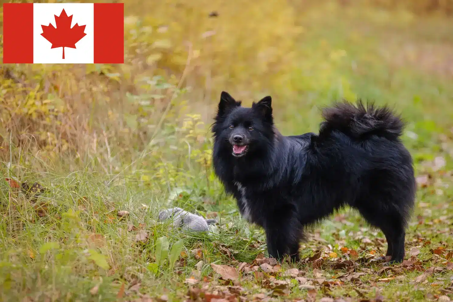 Spitz puppies and breeders Canada Here you can find top breeders in Canada.