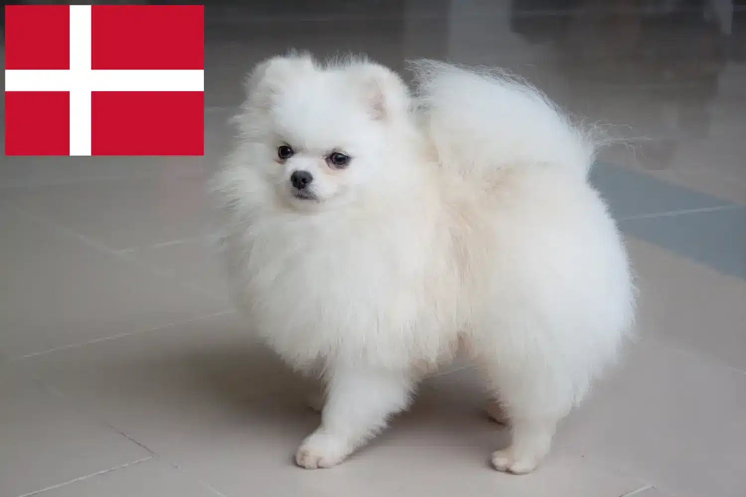 Spitz puppies and breeders Denmark Here you can find top breeders in Denmark.