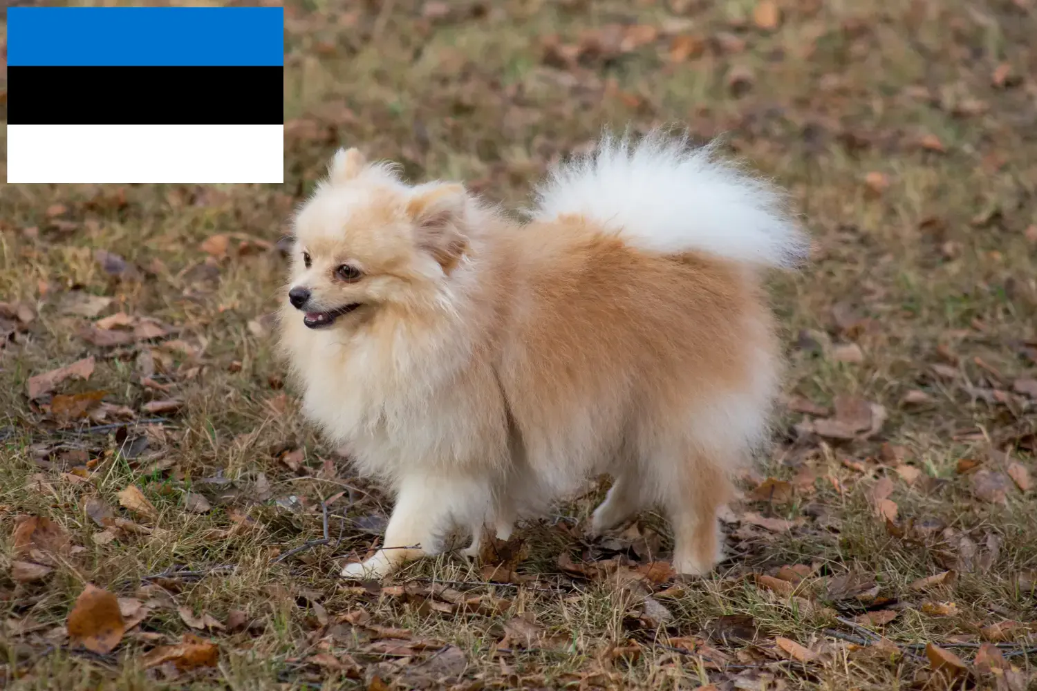 Spitz puppies and breeders Estonia Here you can find top breeders in Estonia.