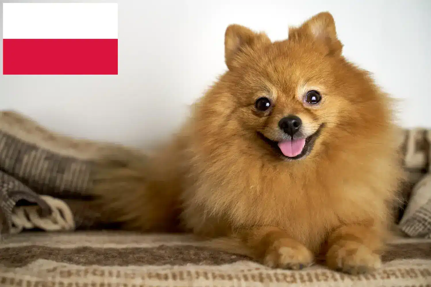 Spitz puppies and breeders Poland Here you can find top breeders in Poland.