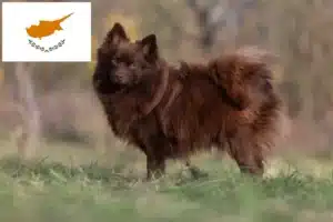Read more about the article Spitz breeders and puppies in Cyprus