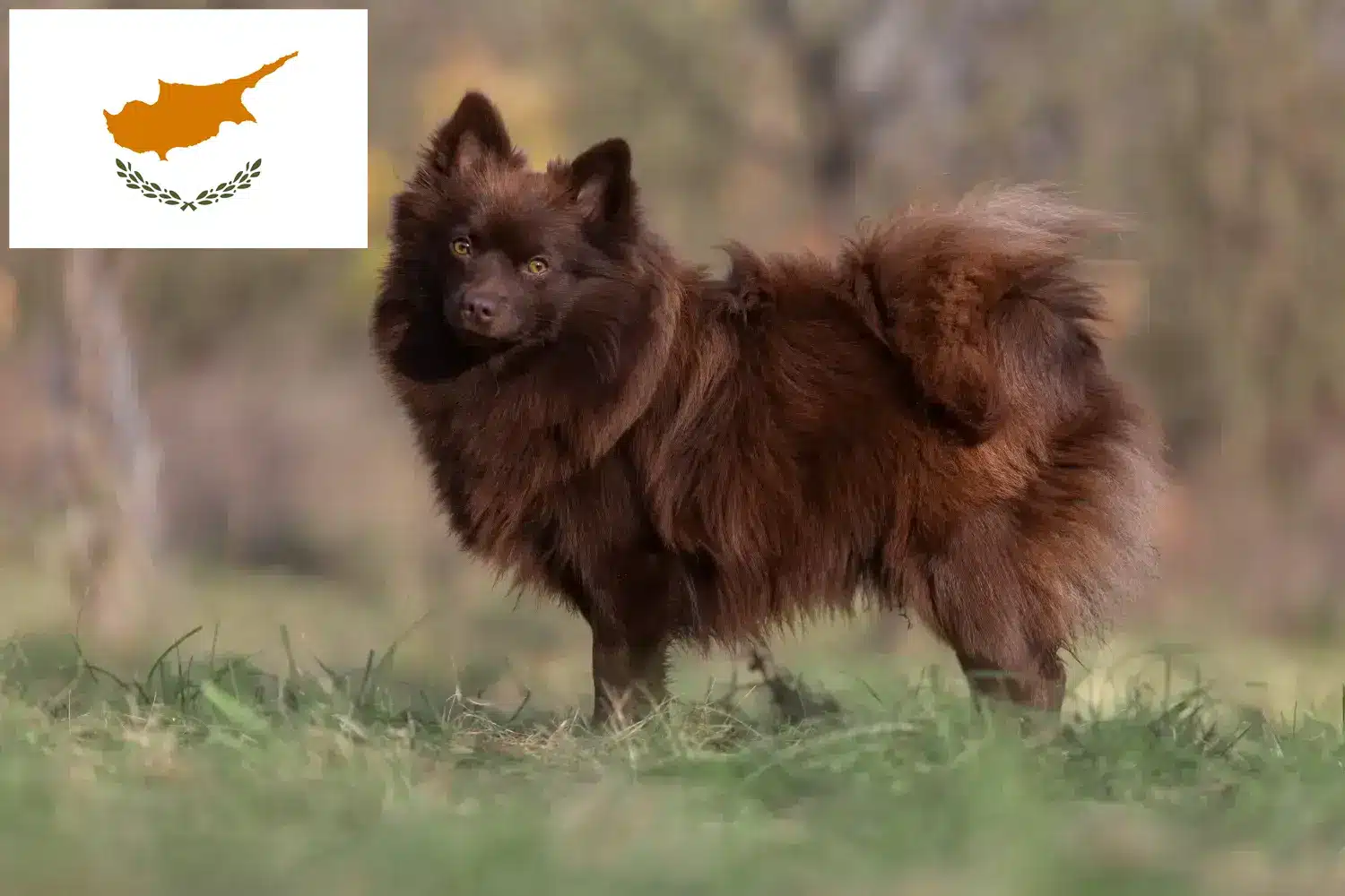 Spitz puppies and breeders Republic of Cyprus Here you can find top breeders in Cyprus.