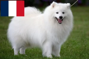 Read more about the article Spitz breeders and puppies on Réunion