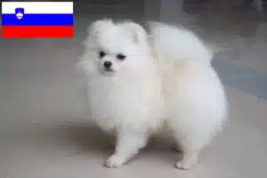 Read more about the article Spitz breeders and puppies in Slovenia