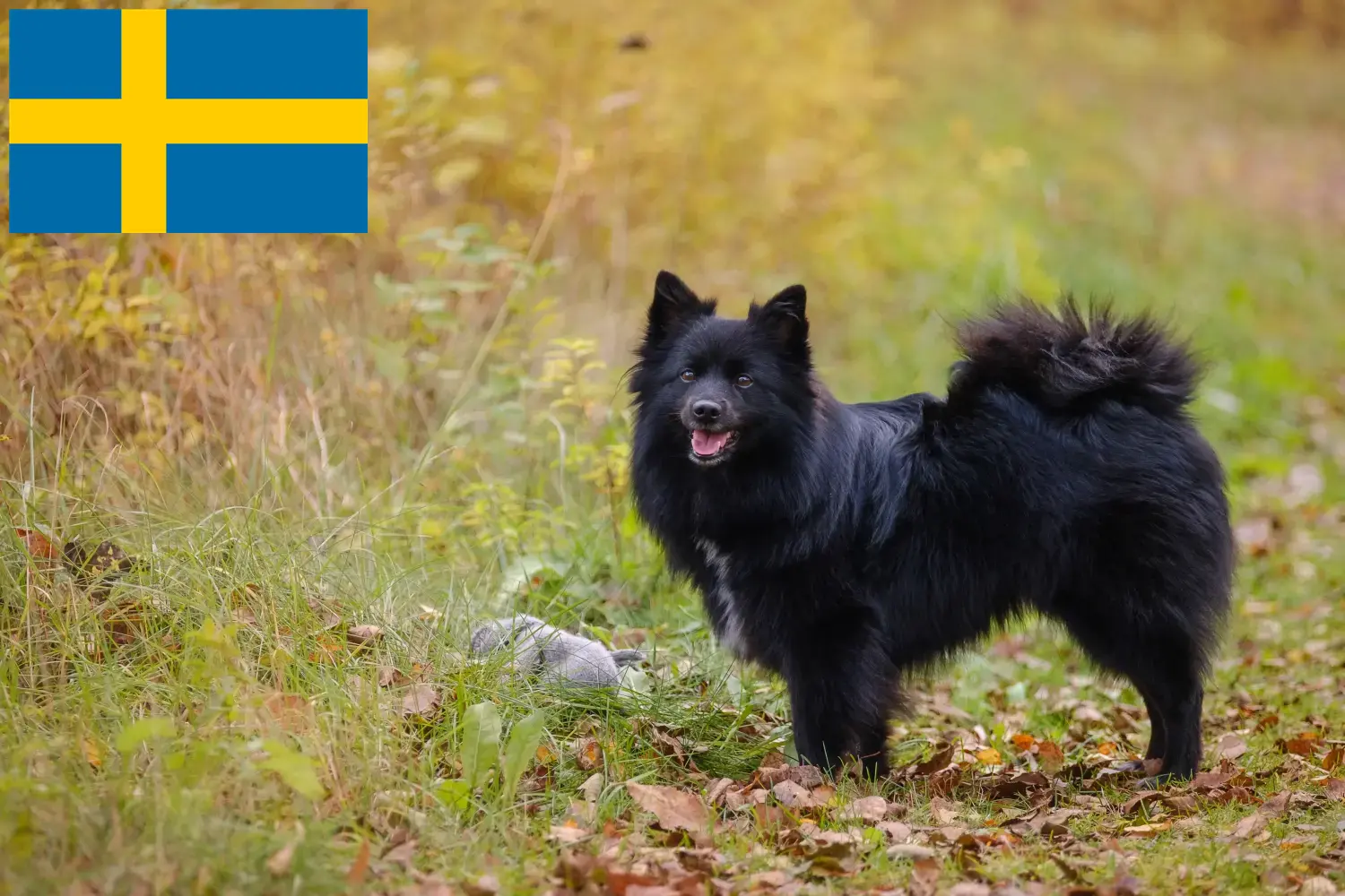 Spitz puppies and breeders Sweden Here you can find top breeders in Sweden.
