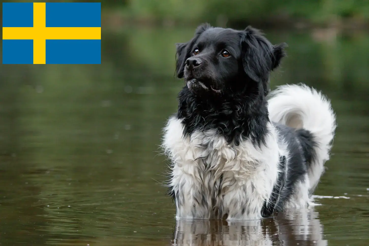 Stabij puppies and breeders Sweden Here you can find Stabijs breeders in Sweden.