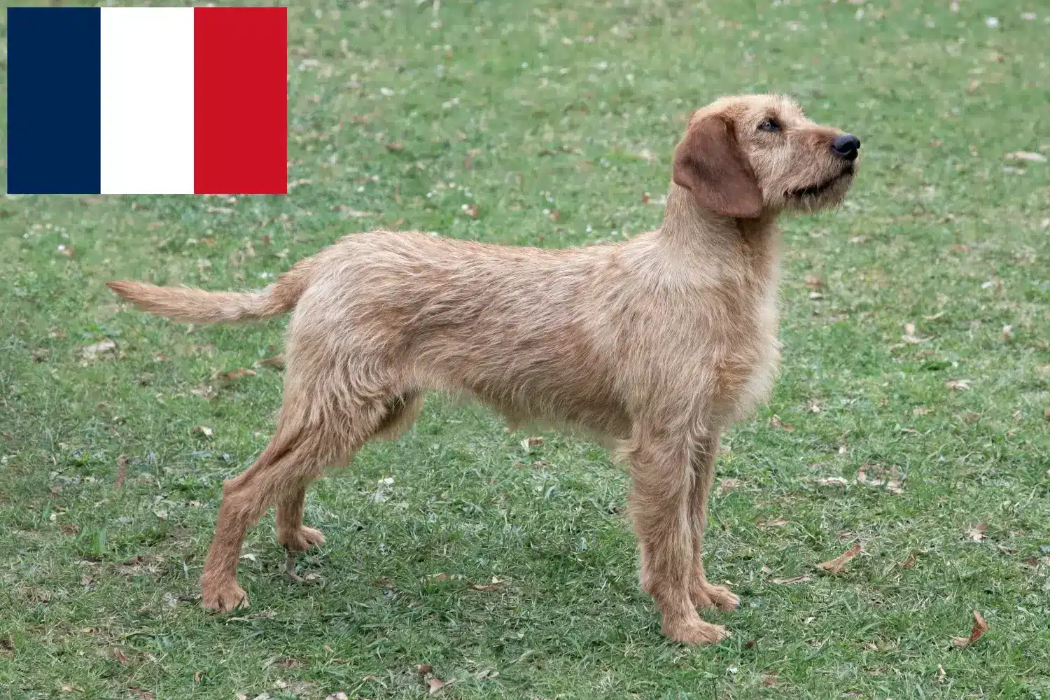 Styrian Wirehaired Hound puppies and breeders France Here you can find Styrian Wirehaired Hound breeders in France.