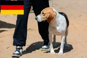 Read more about the article Swiss Lowland Dog Breeders and Puppies in Germany