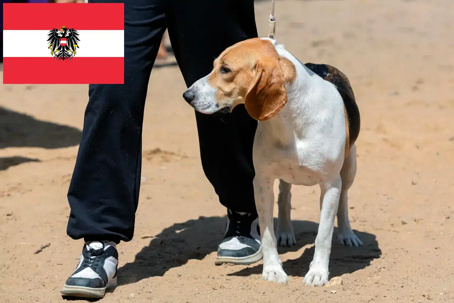 Swiss Netherland Dog Puppies and Breeder Austria Here you can find Swiss Downhill Dog breeders in Austria.