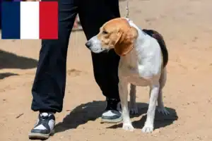 Read more about the article Swiss Lowland Dog Breeder and Puppies in France