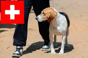 Read more about the article Swiss Lowland Dog Breeders and Puppies in Switzerland
