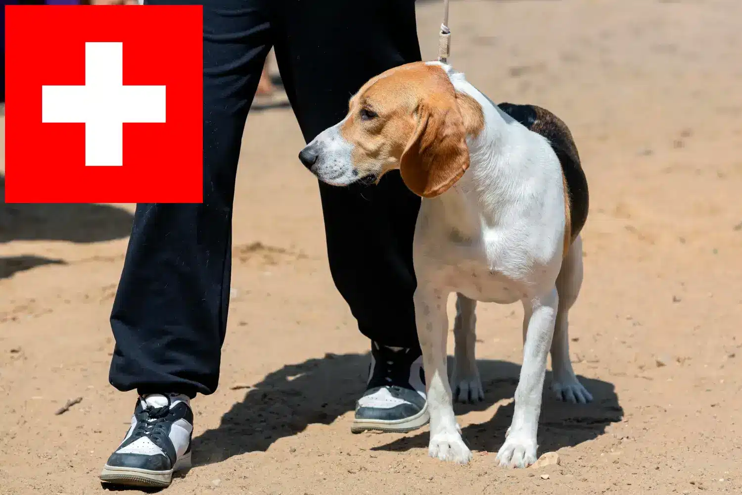 Swiss Netherland Dog Puppies and Breeder Switzerland Here you can find Swiss Lowland Dog breeders in Switzerland.