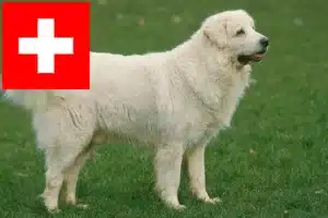 Read more about the article Tatra Sheepdog breeders and puppies in Switzerland