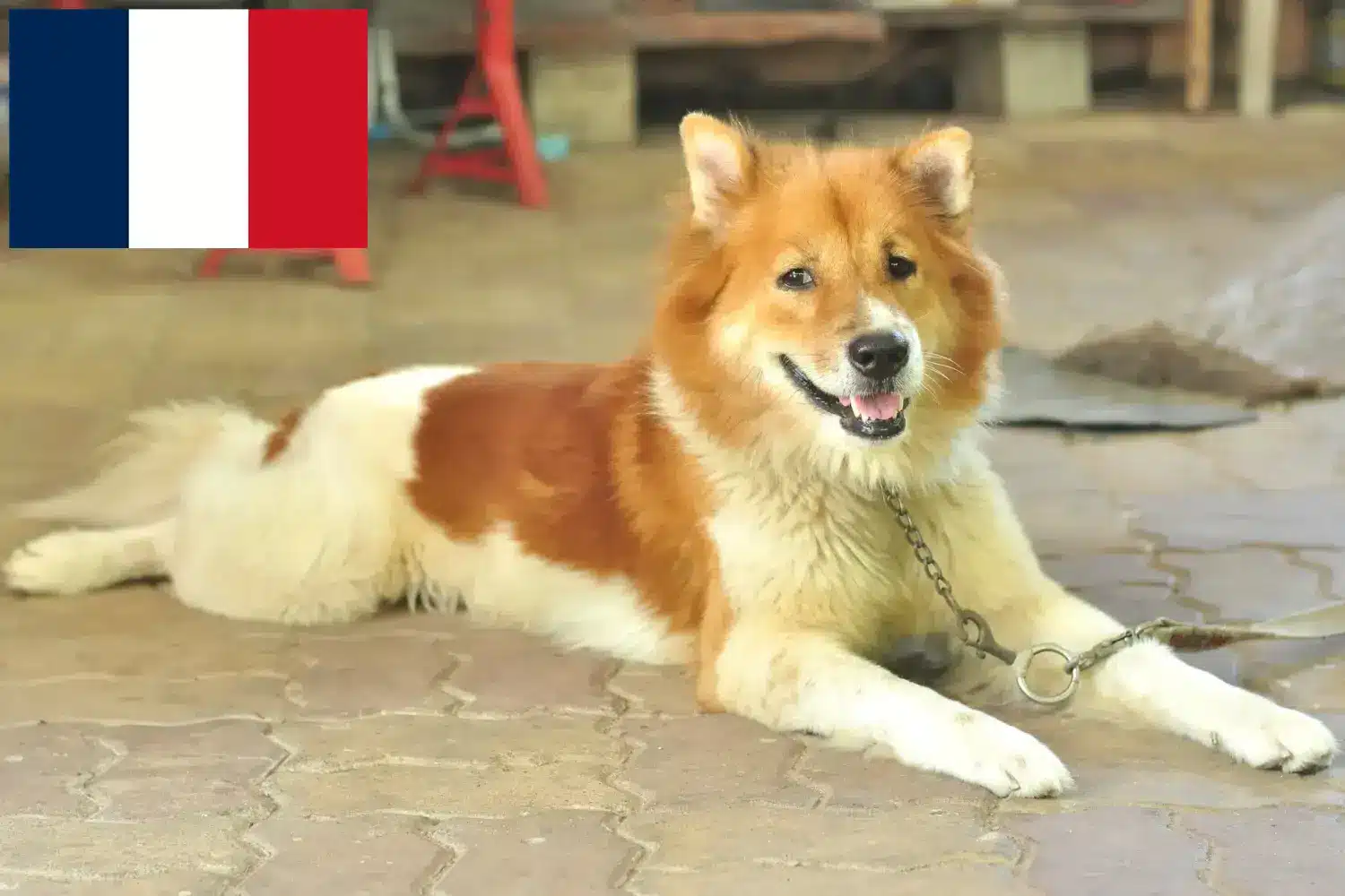 Thai Bangkaew Dog puppies and breeders France Here you can find Thai Bangkaew Dogs breeders in France.