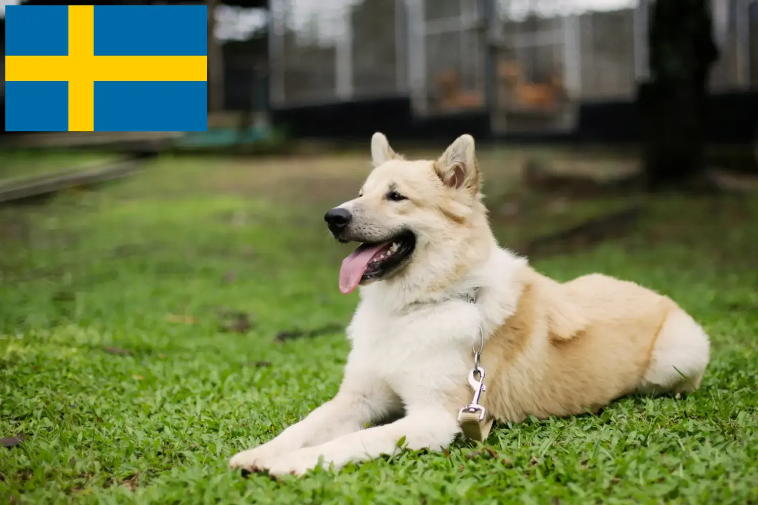 Thai Bangkaew Dog puppies and breeders Sweden Here you can find Thai Bangkaew Dogs breeders in Sweden.