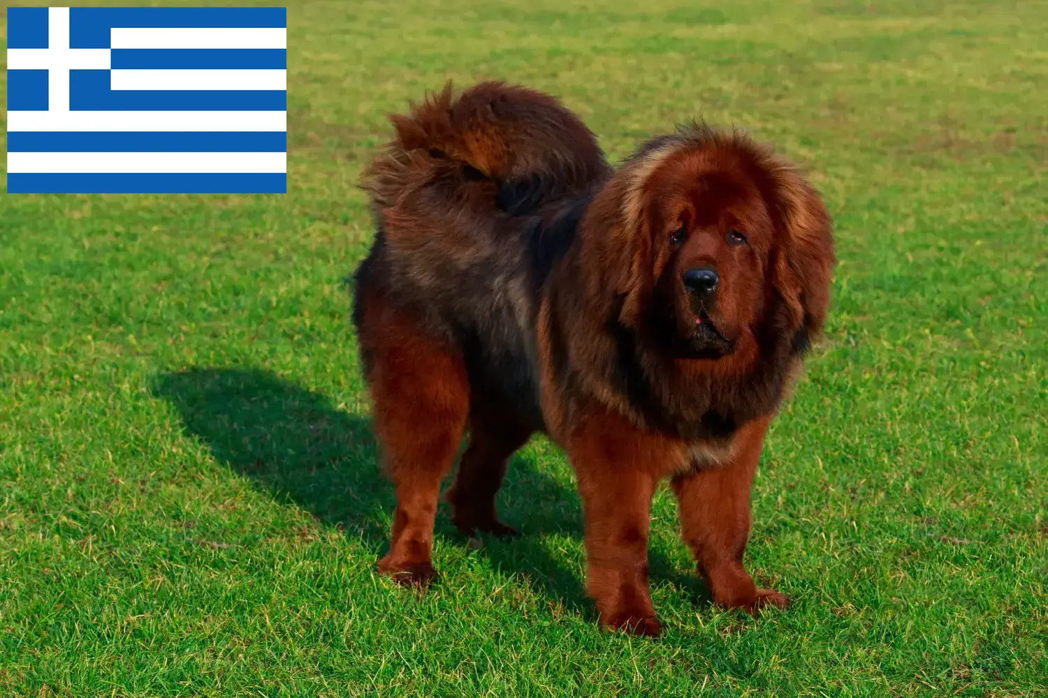 Tibetan Mastiff puppies and breeders Greece Here you can find Tibetan Dog breeders in Greece.