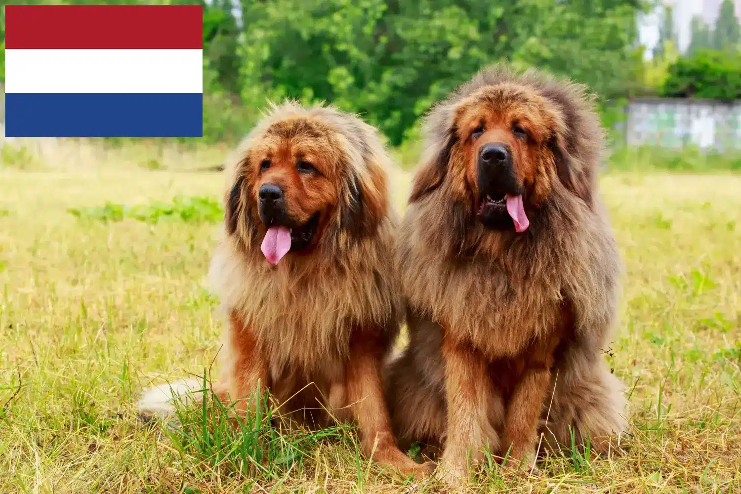 Tibetan Mastiff puppies and breeders Netherlands Here you can find Tibetan Mastiff breeders in the Netherlands.