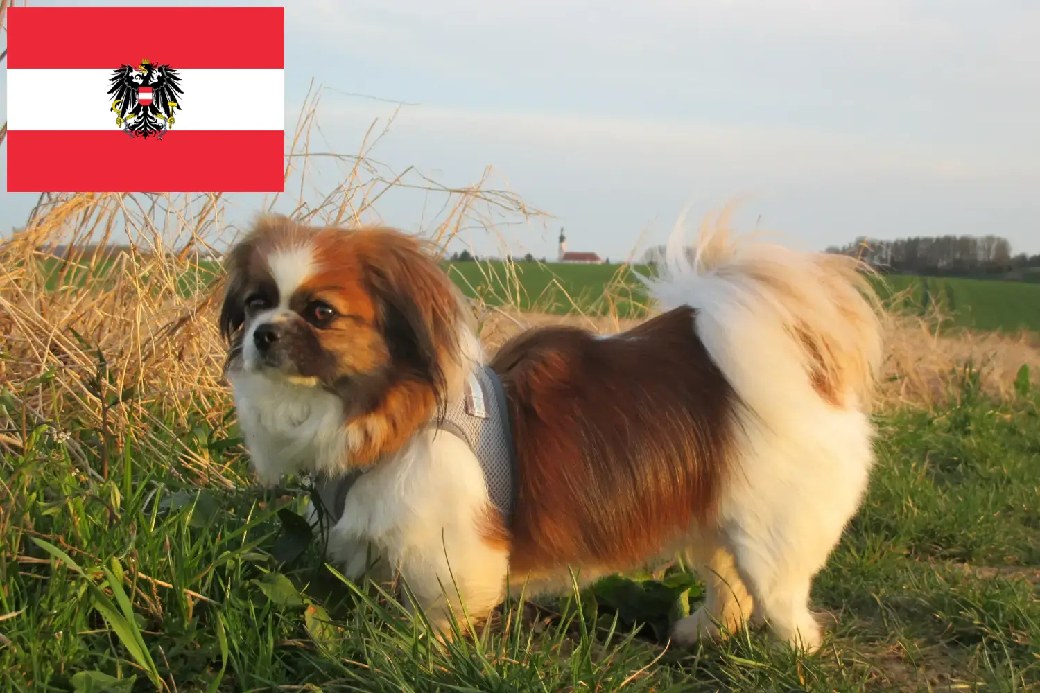 Tibetan Spaniel puppies and breeders Austria Here you can find Tibetan Spaniels breeders in Austria.