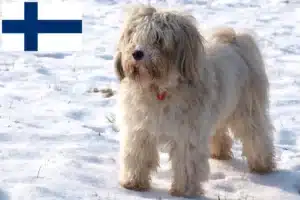 Read more about the article Tibetan Terrier breeders and puppies in Finland