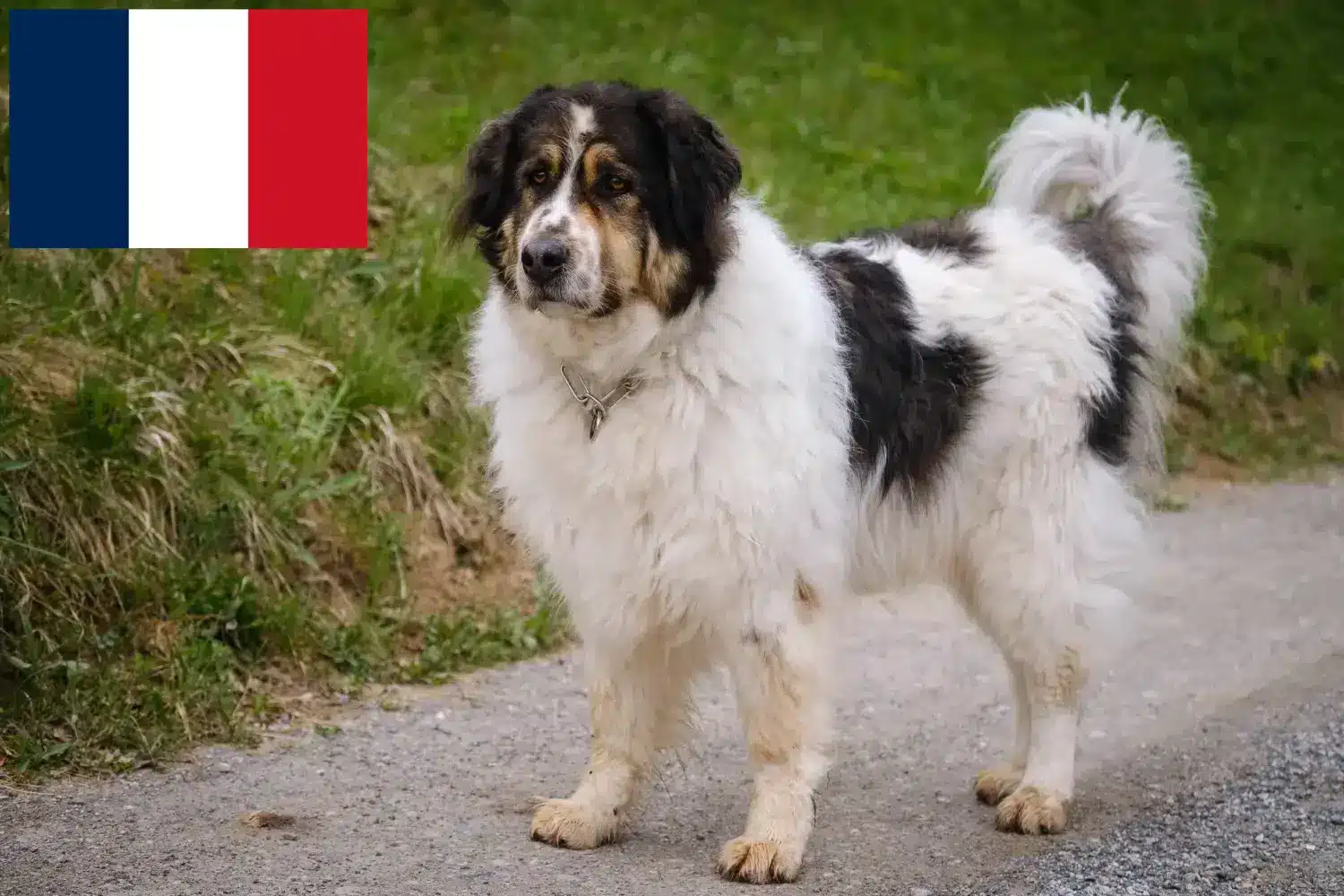 Tornjak puppies and breeders France Here you can find Tornjak breeders in France.