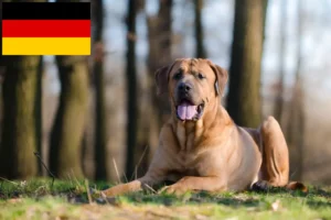 Read more about the article Tosa breeders and puppies in Germany