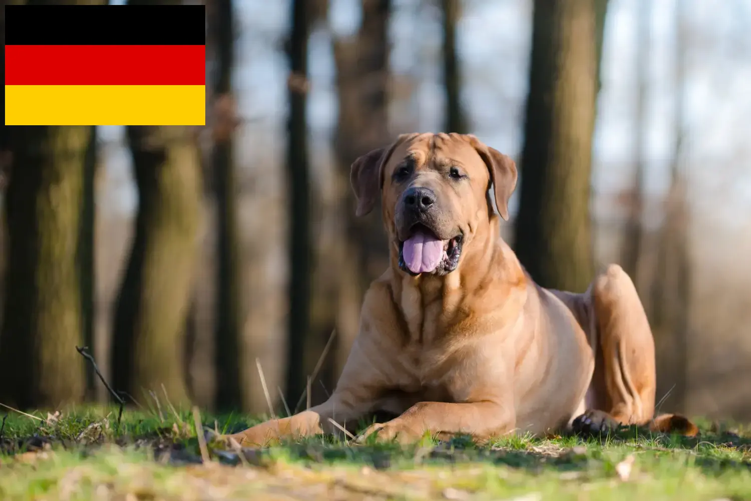 Read more about the article Tosa breeders and puppies in Germany