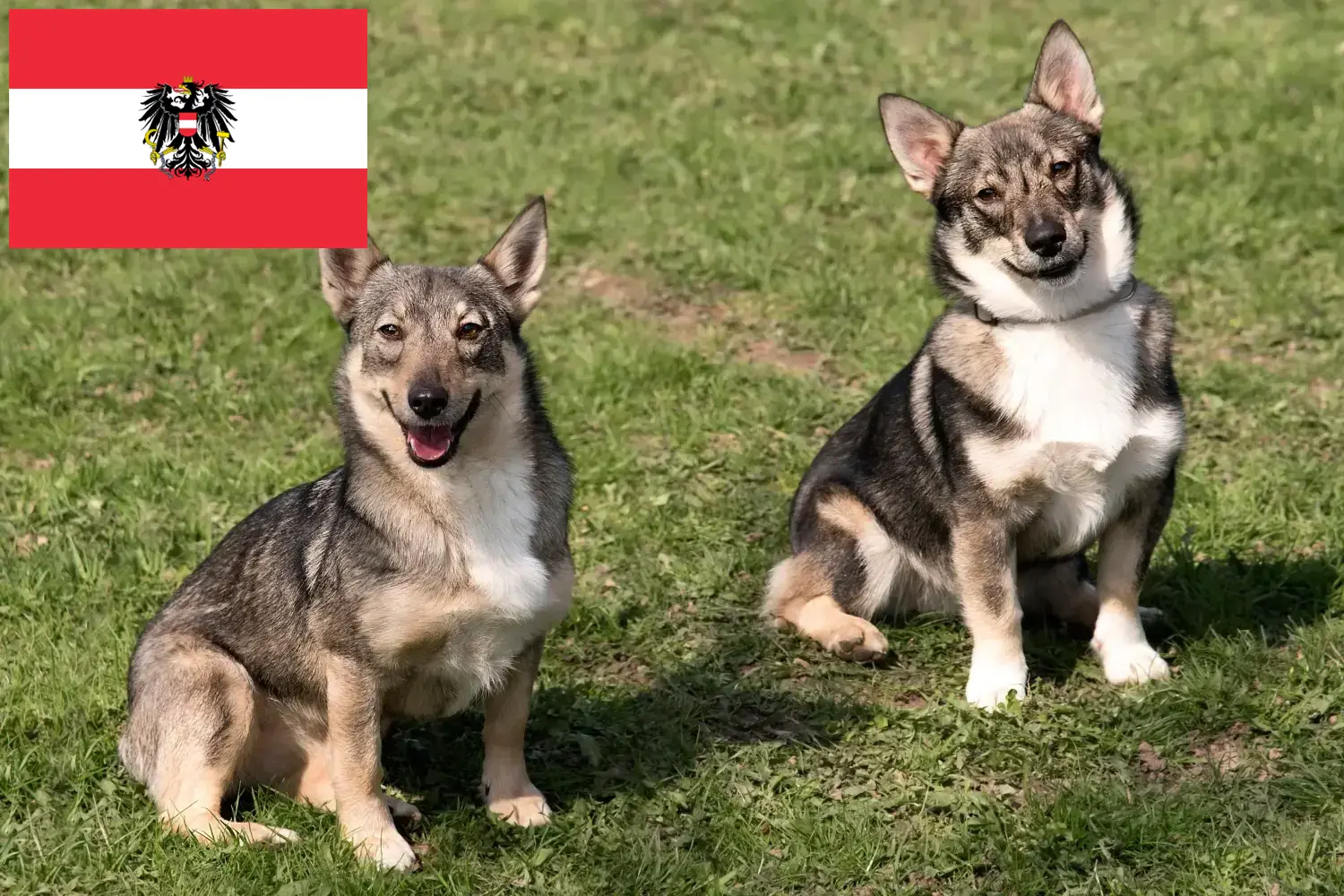 Västgötaspets puppies and breeders Austria Here you can find Västgötaspets breeders in Austria.
